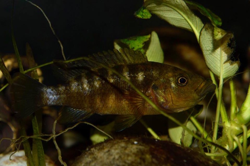Abactochromis labrosus